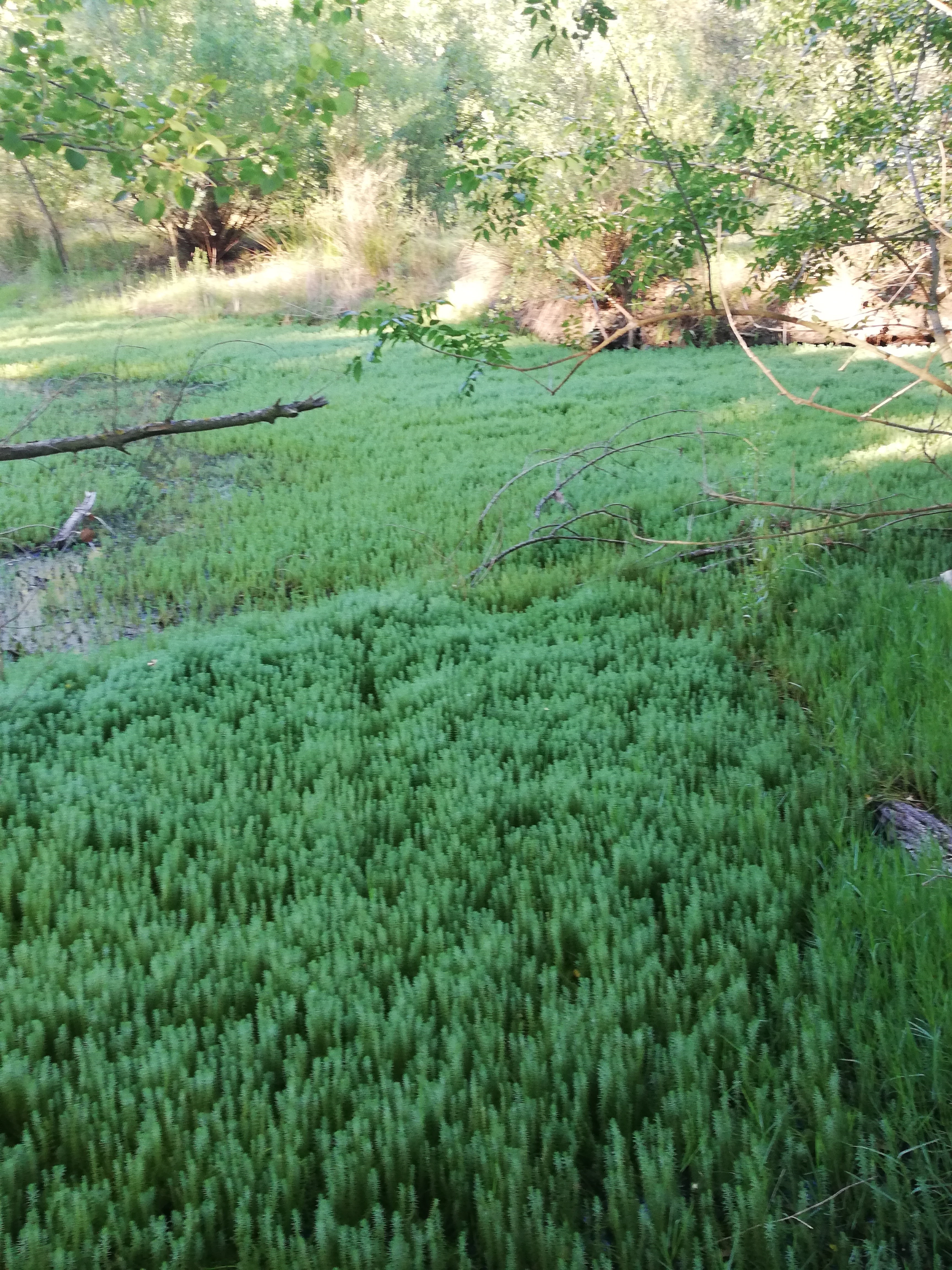 Myriophylle du Brésil (Myriophyllum aquaticum)